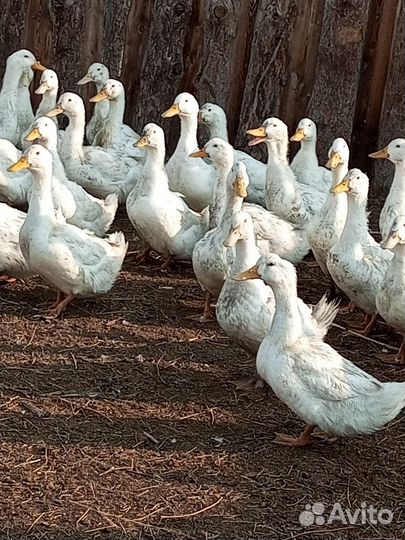 Мускусные утки