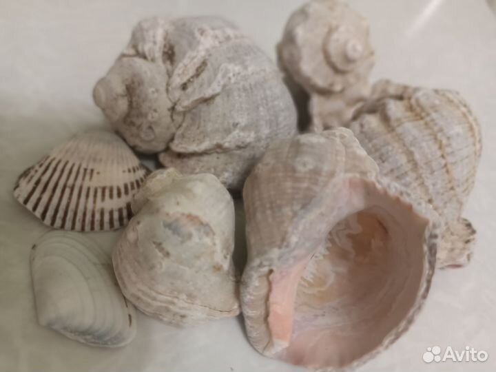 Ракушка рапан