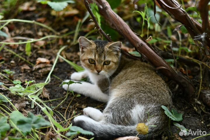 Роскошная кошка в добрые руки