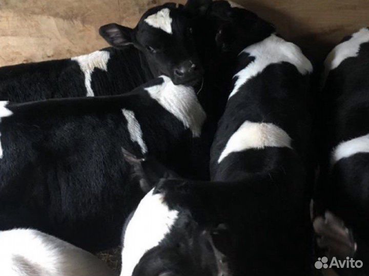 Бычки телята