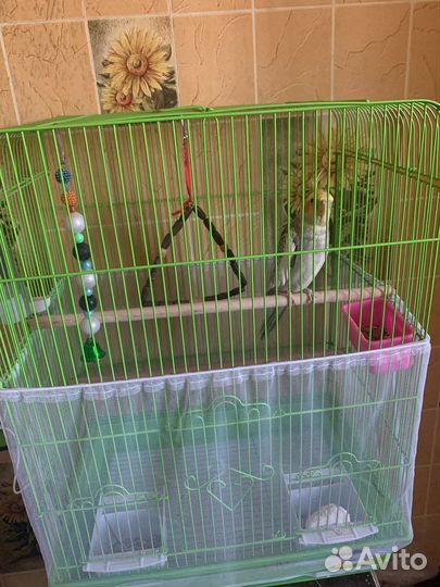 Корелла с клеткой