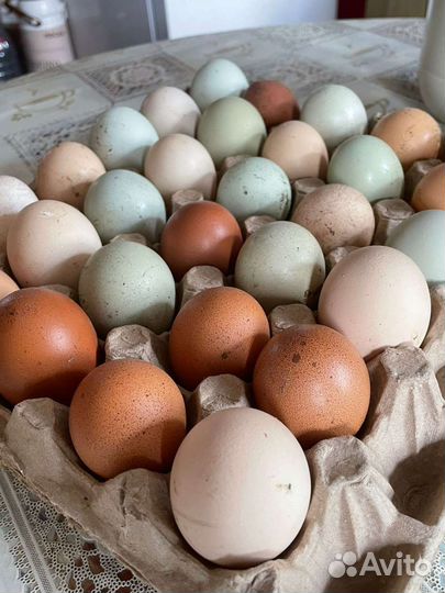 Домашняя продукция