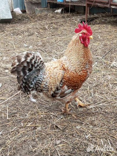 Петухи билефельдер