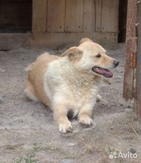 Собака друг в добрые руки