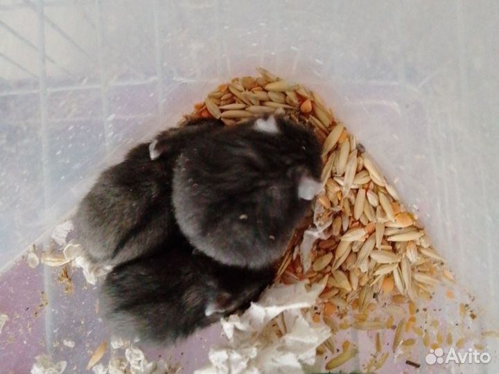 Джунгарские хомячки