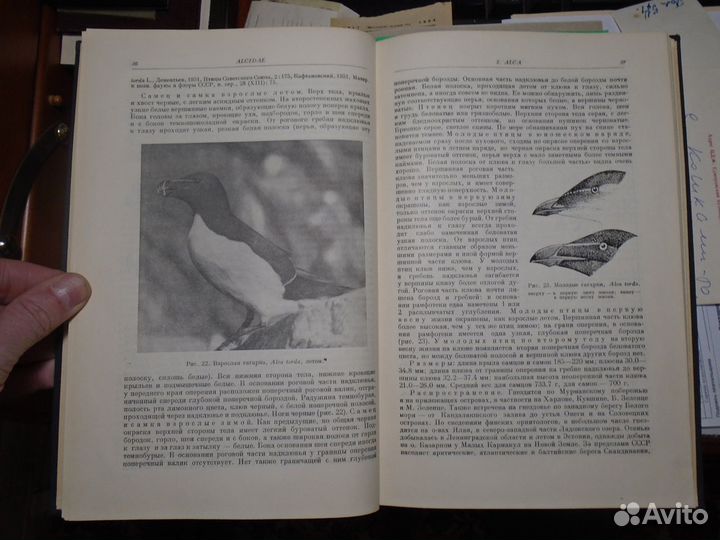 Козлова Е.В. Фауна СССР Птицы Чистиковые (1957)