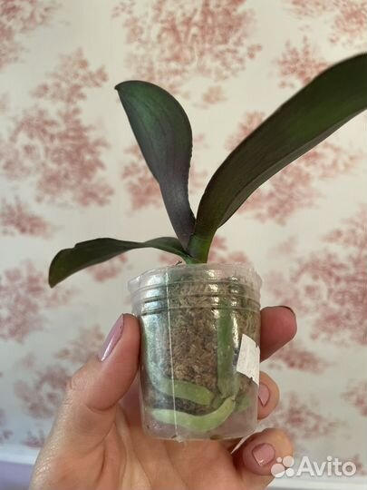 Орхидея бабочка