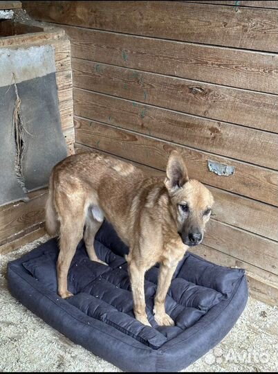 Собаки в дар бесплатно