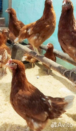 Куры молодки несушки