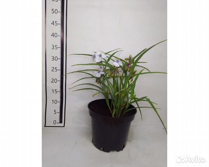 Традесканция Андерсона Osprey