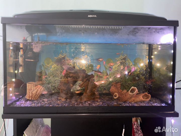 Аквариум с рыбками