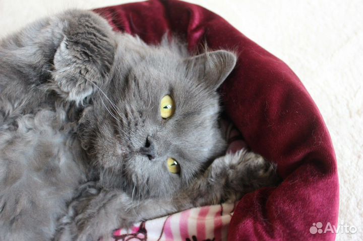 Кот Лёвушка ищет дом