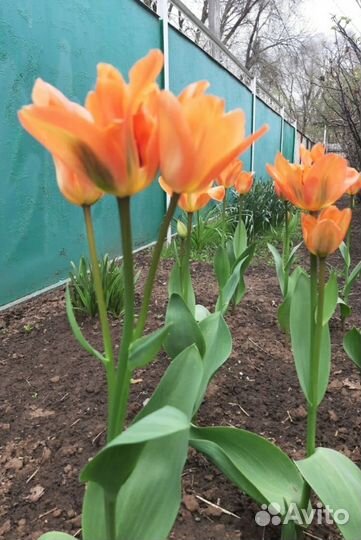 Тюльпан ранний