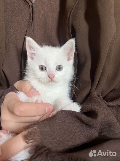 Котята исключительно в добрые руки