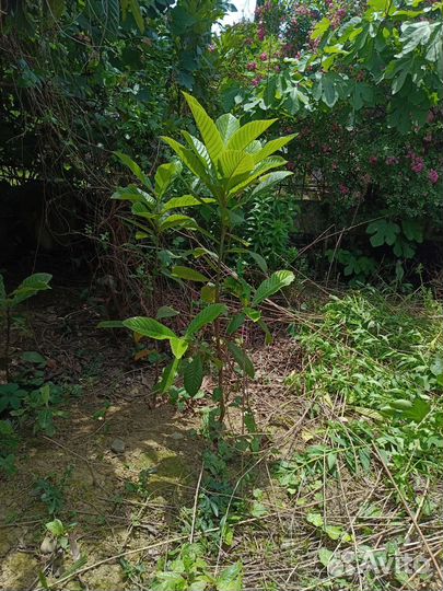 Саженец мушмула