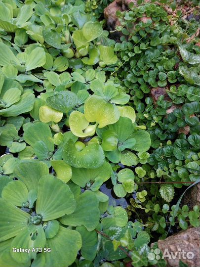 Писция и гиацит водный