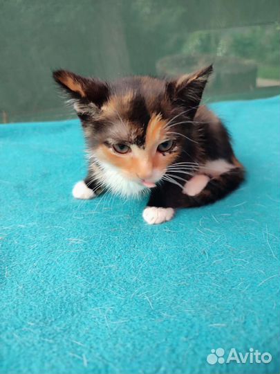 Кира 2 мес в дар