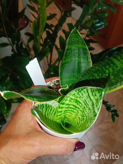 Сансевиерия Маргината, Гилд Эйдж. Блек Дракон