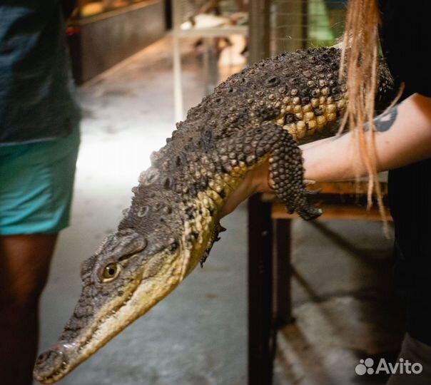 Инструктор по туризму, пвд* Подмосковье