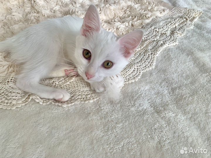 Фенотип турецкой ангоры. Девочка