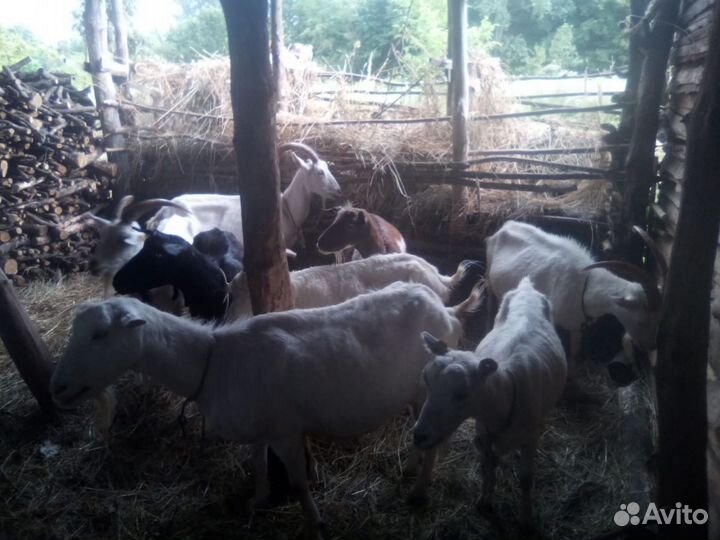 Коза дойная