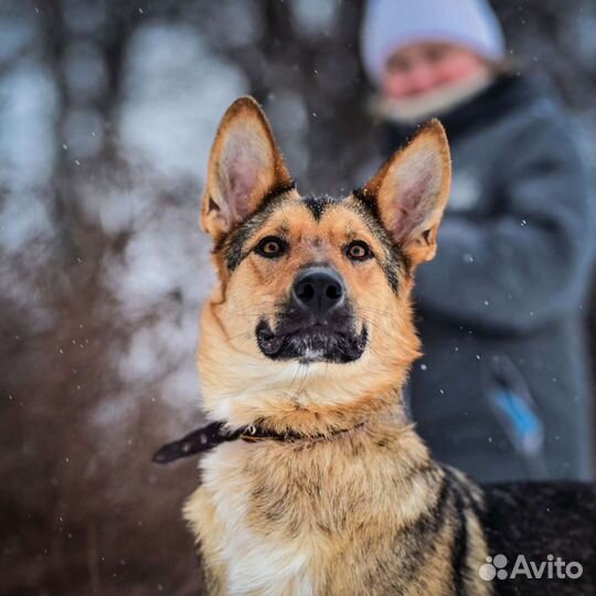 Джес ищет дом