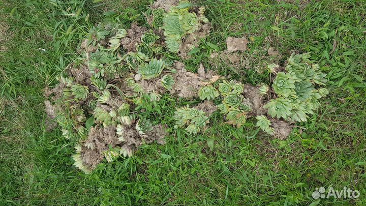 Молодило каменная роза