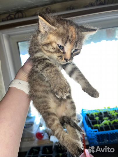 Котята даром