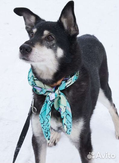 Приезжай хотя бы погулять с Джоником