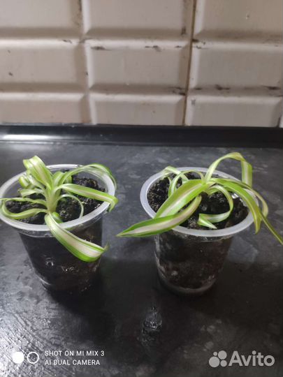 Комнатные растения цветы