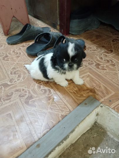 Щенки пекинеса