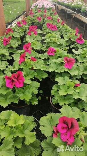 Королевская пеларгония