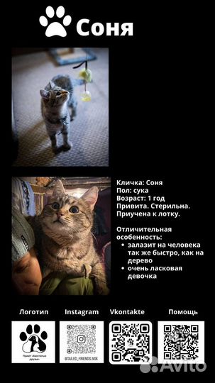 Кошка в добрые руки