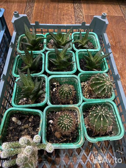 Кактусы и суккуленты