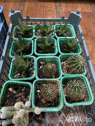 Кактусы и суккуленты