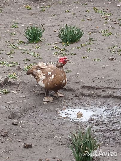 Мускусные утки