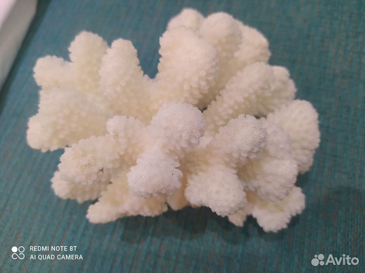 Морские кораллы