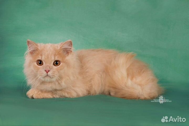 Британский длинношёрстный котёнок котята питомник