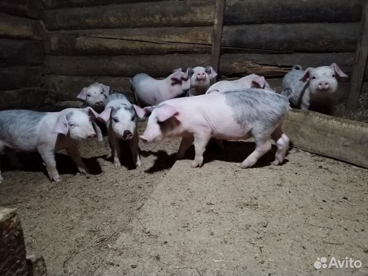 Поросята ландрас дюрок