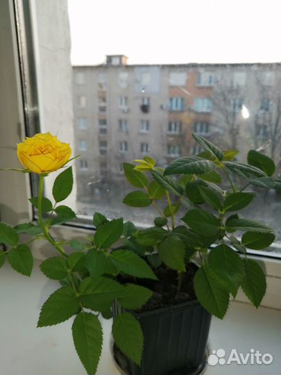 Роза жёлтая комнатная