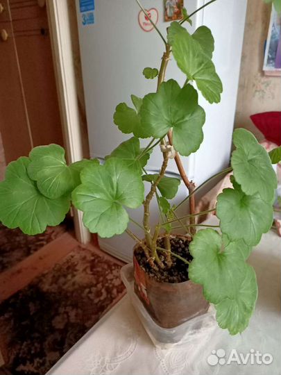 Комнатные цветы