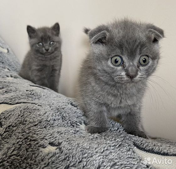 Британские котята
