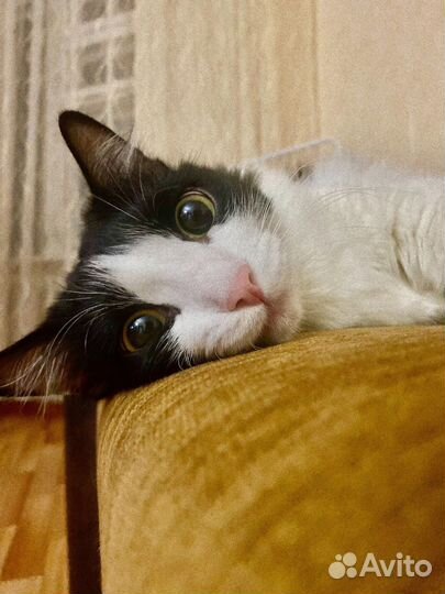 Кот в добрые руки