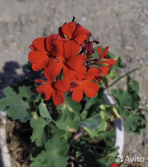 Комнатные цветы бесплатно