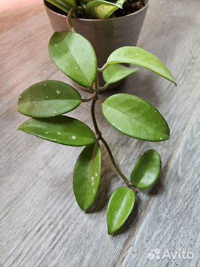 Хойя карноза и эскимо