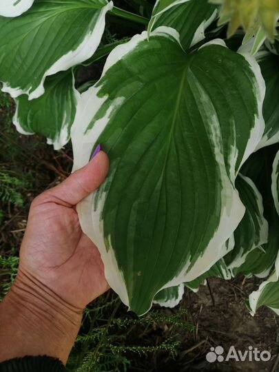 Хоста Albomorginata