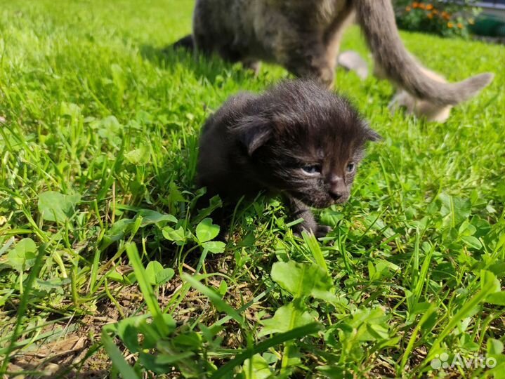 Славные котята ищут своего хозяина