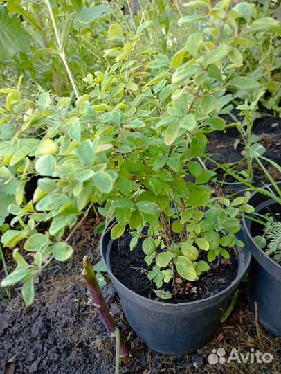 Барбарис декоративный