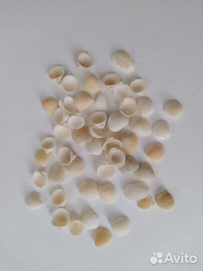 Ракушки морские