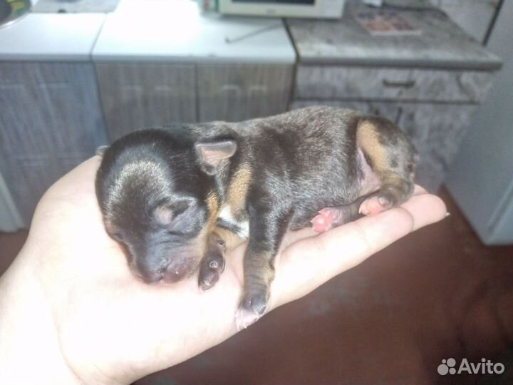 Самые экзотические щенки